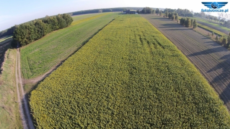 🇵🇱 Słoneczniki